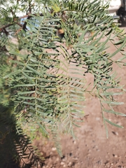 Prosopis chilensis