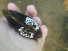 Nodularia nipponensis