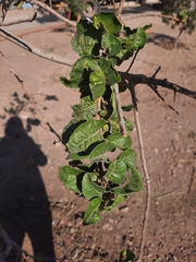 Schinus