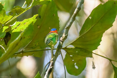 Tangara cyanocephala