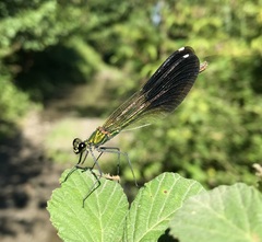 Calopteryx splendens intermedia