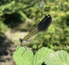 Calopteryx splendens intermedia