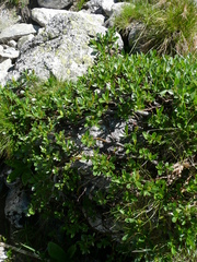 Salix herbacea