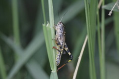 Boopedon flaviventris