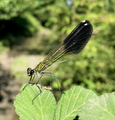 Calopteryx splendens intermedia