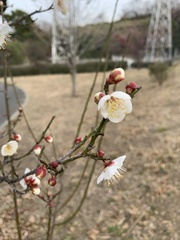 Prunus mume