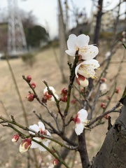 Prunus mume