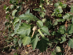 Datura metel