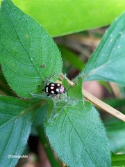 Alagoasa trifasciata