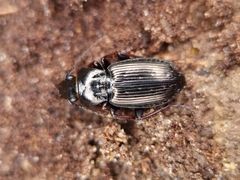 Pterostichus oblongopunctatus
