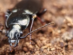Pterostichus oblongopunctatus