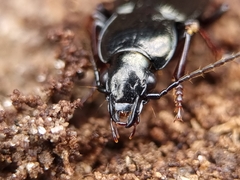Pterostichus oblongopunctatus