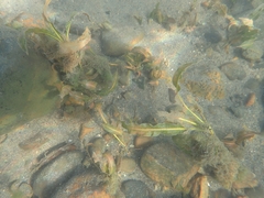 Potamogeton wrightii