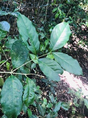 Chionanthus peglerae