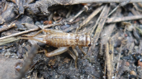 House cricket