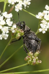 Otiorhynchus multipunctatus