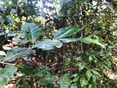 Chionanthus peglerae