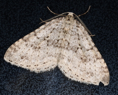 Colostygia multistrigaria