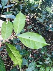 Chionanthus peglerae