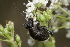 Otiorhynchus multipunctatus