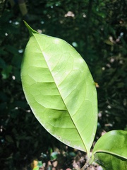 Chionanthus peglerae