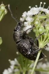 Otiorhynchus multipunctatus