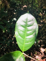 Chionanthus peglerae