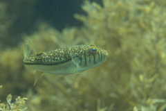 Torquigener pleurogramma