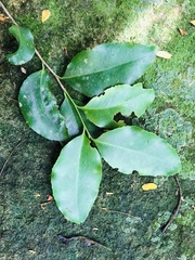 Maytenus undata
