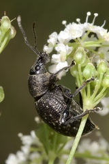 Otiorhynchus multipunctatus