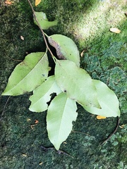 Maytenus undata