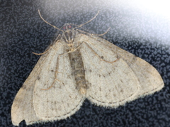 Colostygia multistrigaria