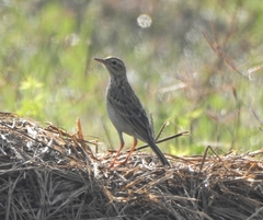Anthus godlewskii