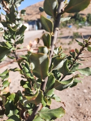 Cryptocarya alba