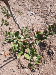 Cryptocarya alba