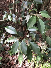 Quercus repandifolia