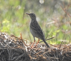 Anthus godlewskii