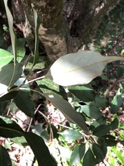 Quercus repandifolia