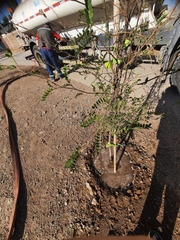 Senna multiglandulosa
