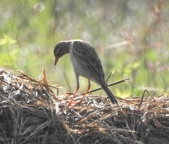 Anthus godlewskii