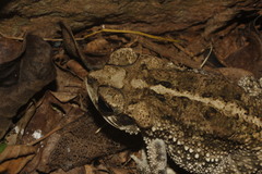 Incilius mazatlanensis