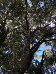 Quercus repandifolia