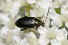 Phyllotreta