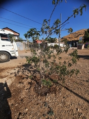 Senna multiglandulosa