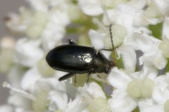 Phyllotreta