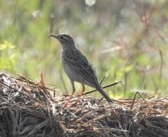 Anthus godlewskii