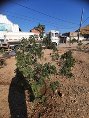 Senna multiglandulosa