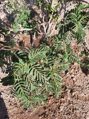 Senna multiglandulosa