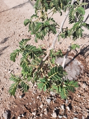 Senna multiglandulosa