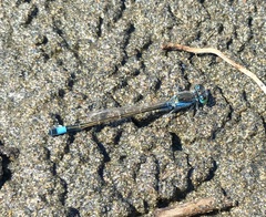 Ischnura fountaineae